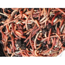 1Kg Worms