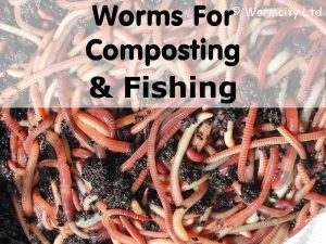 Worms