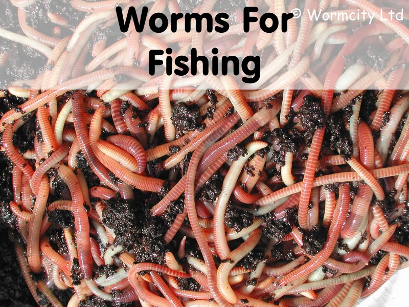 fishing worms